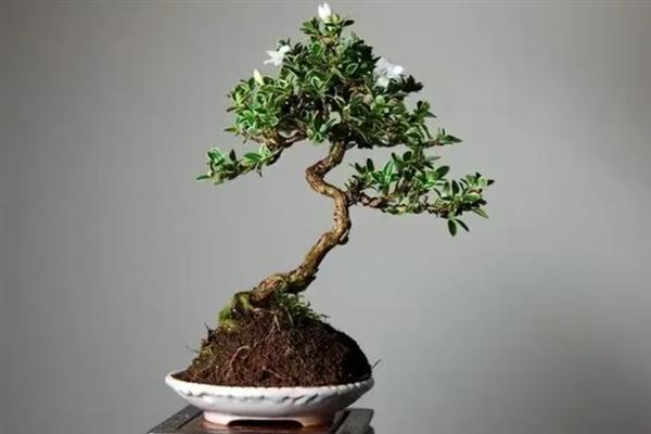 六月雪如何繁殖，可以通过扦插的方式进行繁殖