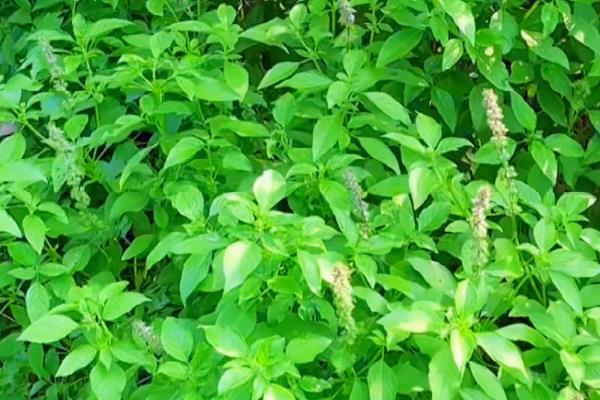 台湾九层塔和罗勒是一种植物吗，它们是一种植物