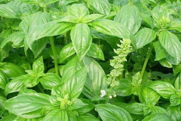 台湾九层塔和罗勒是一种植物吗，它们是一种植物