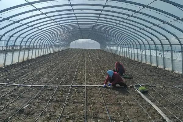 早春在大棚内种礼品西瓜的方法，多层覆盖并使用保温设备可避免发生冻害