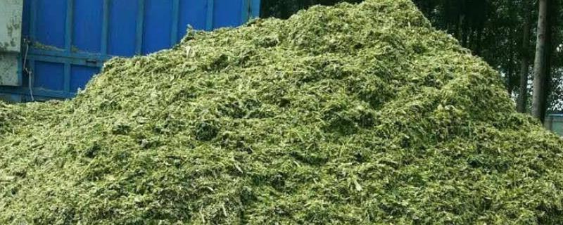 青储饲料的制作方法，首先要将细茎牧草切成小段