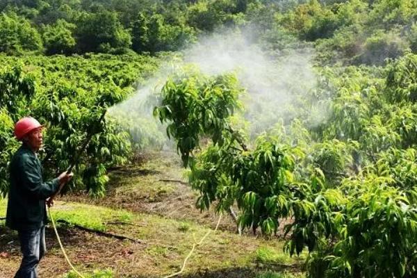 黄桃如何防虫，可喷施农药还可以物理防治