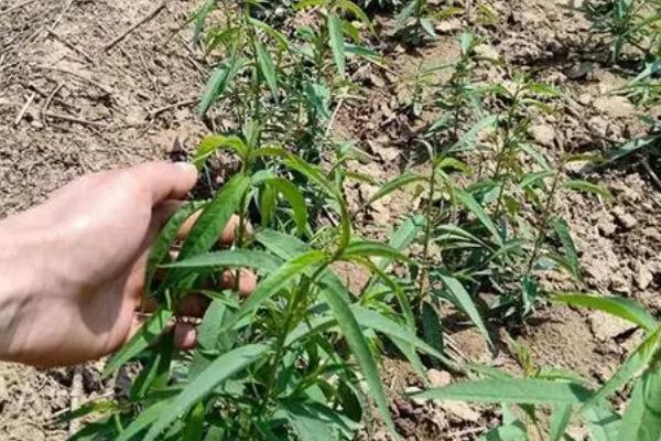 黄桃如何防虫，可喷施农药还可以物理防治