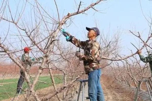 黄桃如何防虫，可喷施农药还可以物理防治