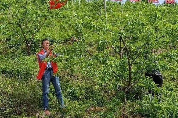 黄桃如何防虫，可喷施农药还可以物理防治