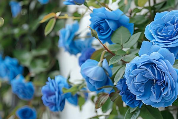 蓝色玫瑰的寓意，寓意稀世珍爱、无尽的祝福等