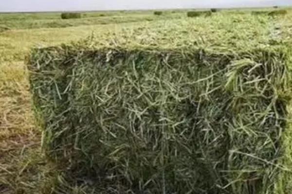 青储饲料的制作方法，首先要将细茎牧草切成小段