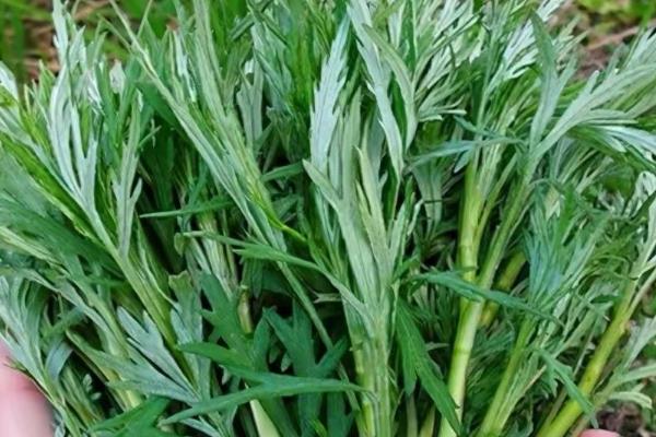 东北野菜有什么种类，大耳朵毛、猴腿菜、荠荠菜等品种较常见
