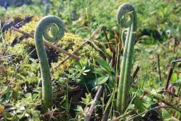 东北野菜有什么种类，大耳朵毛、猴腿菜、荠荠菜等品种较常见