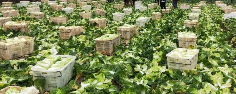 种植娃娃菜怎么管理，昼夜温差需保持在13℃以内