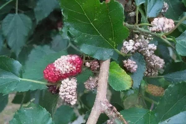 果桑发生白果病用什么药，喷施多菌灵、菌核净等药物具有防效