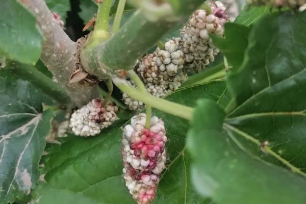 果桑发生白果病用什么药，喷施多菌灵、菌核净等药物具有防效
