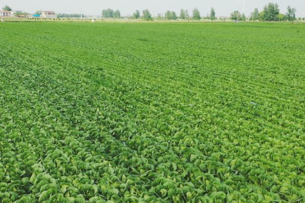 种植娃娃菜怎么管理，昼夜温差需保持在13℃以内