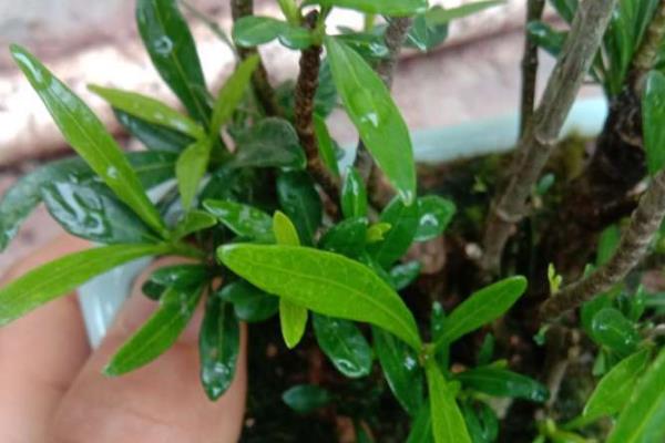 怎么养柳叶栀子花，每隔3天左右浇水一次