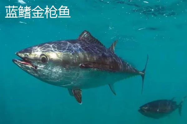 金枪鱼的产地，我国金枪鱼产地分布在南海西沙、中沙等地