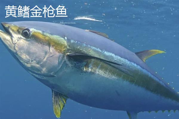 金枪鱼的产地，我国金枪鱼产地分布在南海西沙、中沙等地