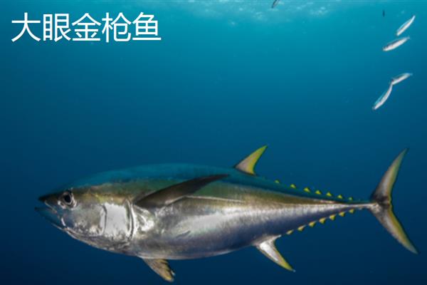 金枪鱼的产地，我国金枪鱼产地分布在南海西沙、中沙等地