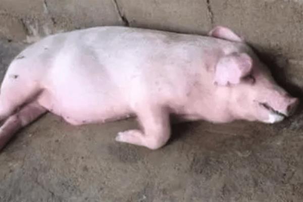 猪有哪些最常见的传染病，常见的有猪瘟、猪丹毒等