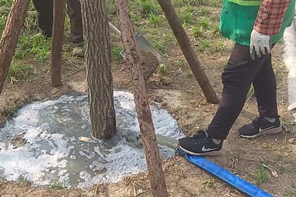 避免国槐长弯的方法，株高达到2.2-2.5米时进行定杆可有效防弯