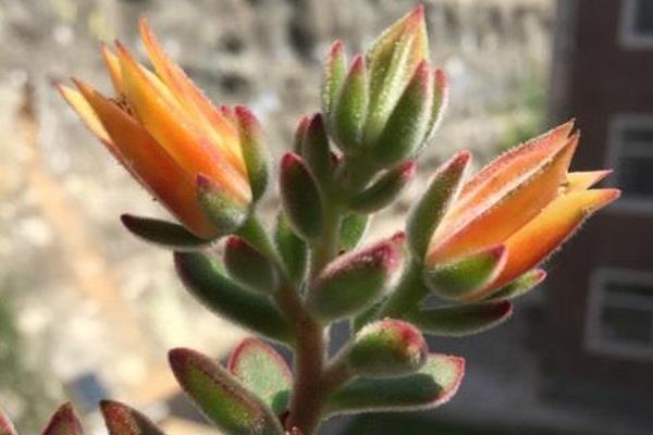 锦晃星开花要剪掉花剑吗，要修剪掉花剑