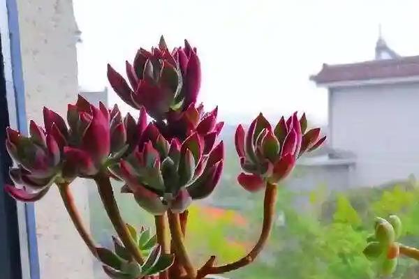 锦晃星开花要剪掉花剑吗，要修剪掉花剑