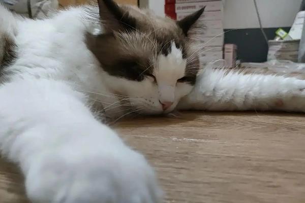 猫咪生产后发烧的原因，可能是子宫感染或产后缺钙所致