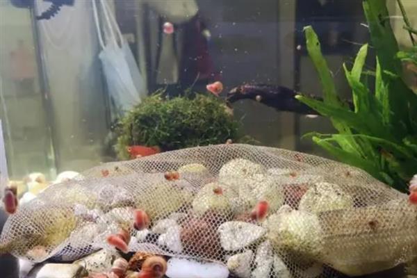 苹果螺什么时候产卵，一年四季都可能产卵