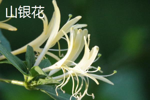 山银花与金银花有什么区别，来源、外观和产地均不同