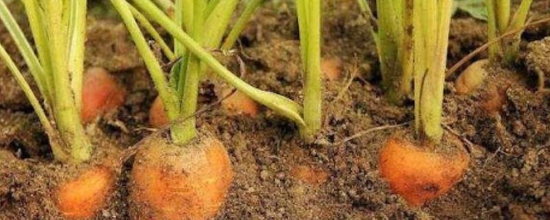 无公害萝卜的高产种植技术，播种前应将种子进行暴晒