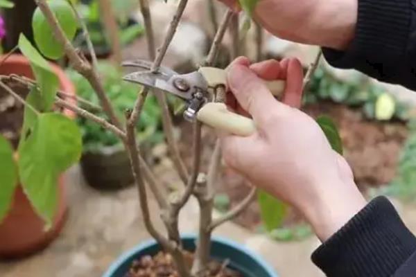 金丝梅的盆栽方法，入秋后要追施一次有机肥