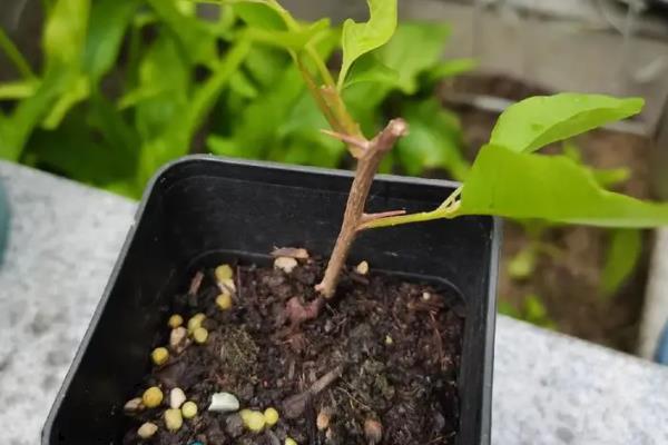 金丝梅的盆栽方法，入秋后要追施一次有机肥