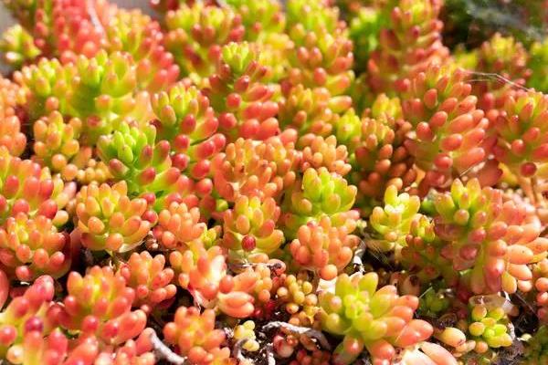 虹之玉如何养殖，适宜的生长温度在23℃左右