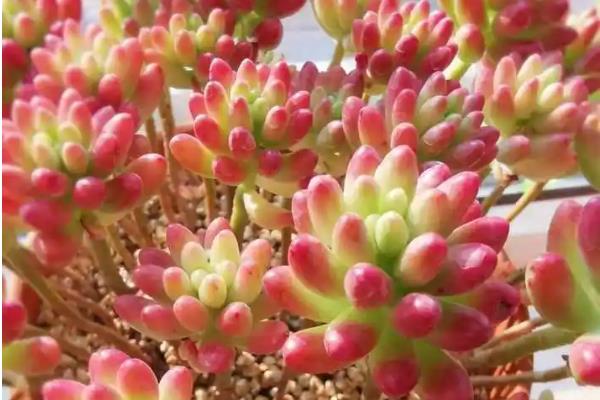 虹之玉如何养殖，适宜的生长温度在23℃左右