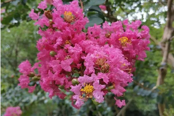 紫薇花的花语，寓意好运不断、沉迷的爱等