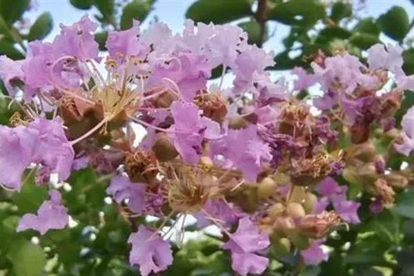 紫薇花的花语，寓意好运不断、沉迷的爱等