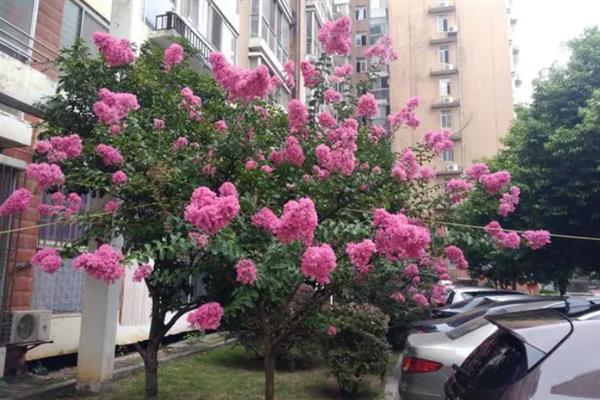 紫薇花的花语，寓意好运不断、沉迷的爱等