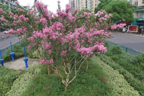 紫薇花的花语，寓意好运不断、沉迷的爱等