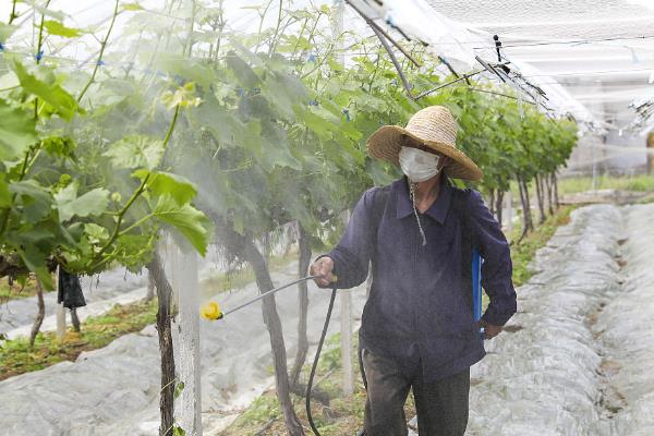 葡萄根外追肥技巧，可在花期追肥或着色期追肥