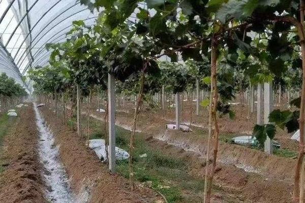 葡萄根外追肥技巧，可在花期追肥或着色期追肥