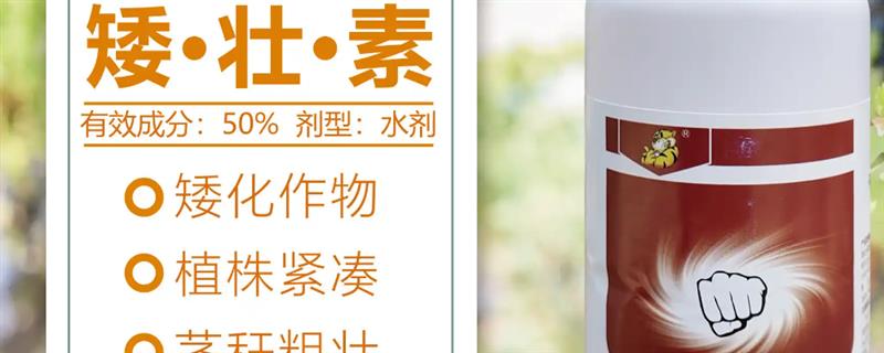 矮壮素对水稻产量有没有影响，对水稻产量没有影响