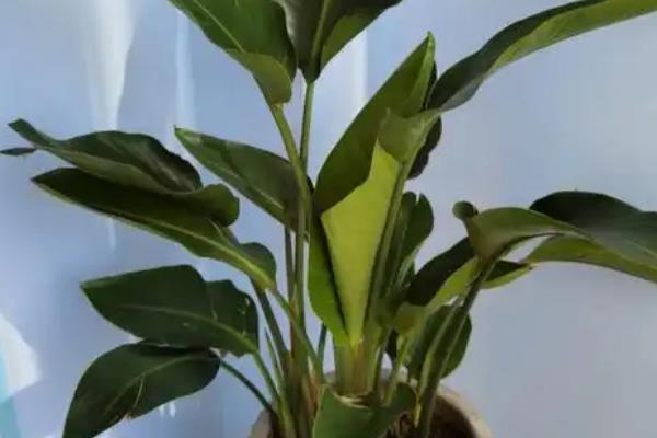 天堂鸟的养殖方法，每天的光照要保持在8小时以上