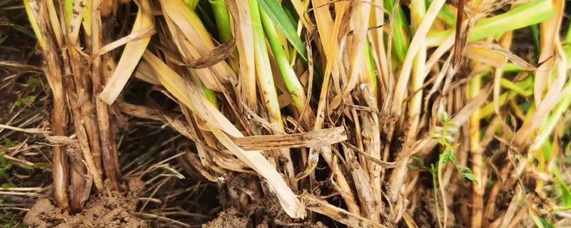 姜茎基腐病怎样防治，首先选择无病虫、无霉烂的种姜