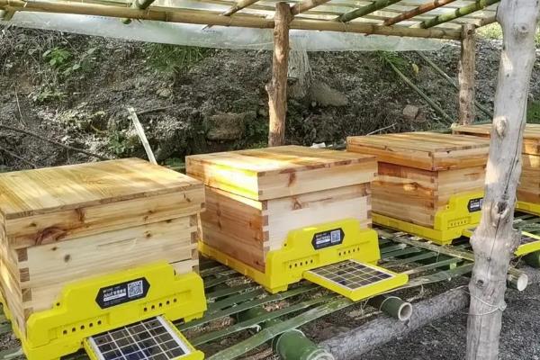 中蜂分蜂热如何防治，可人工分蜂或更换蜂王