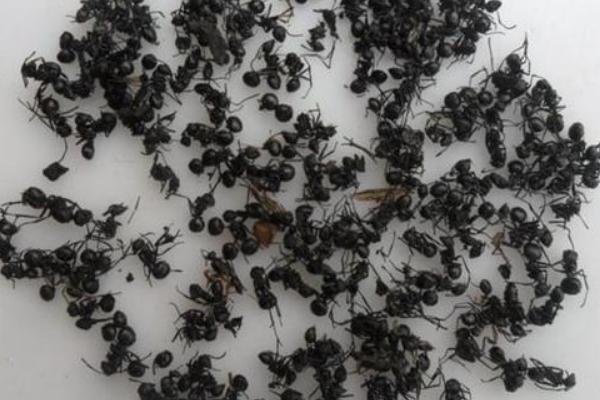 养殖大骗局揭秘，大家不要轻易上当受骗