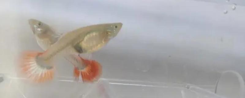 孔雀鱼吃不吃自己的幼仔，生产后感到饥饿时可能会吃掉小鱼