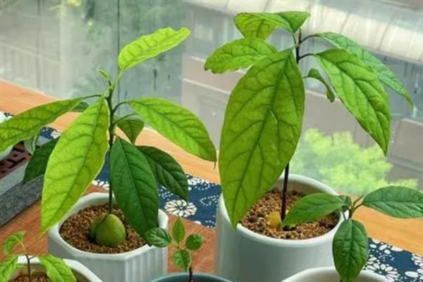 牛油果盆栽什么时候打顶，长至12-20厘米的时候打顶