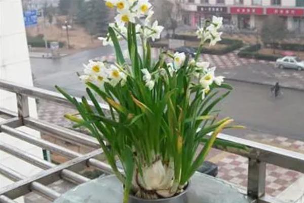 水仙花的叶子剪掉会死吗，叶子剪掉后不会死