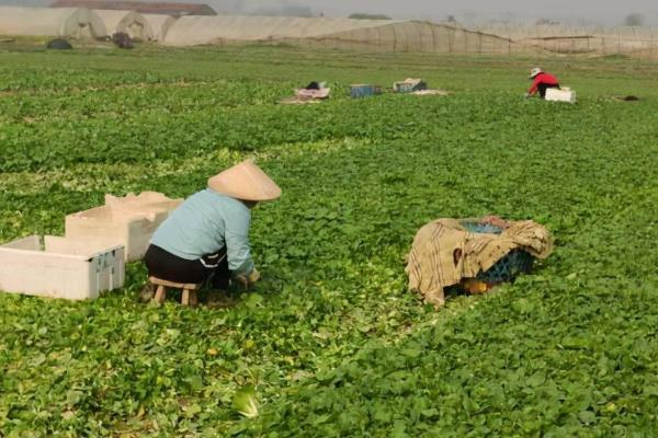 茼蒿田间管理技术，每次采收前10-15天追施一次性氮肥