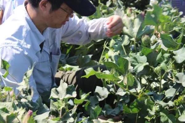 棉花的整枝技术，不同生长期的整枝方法不同