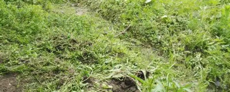 快速除草开荒的方法，可采取割、喷、养羊等方法